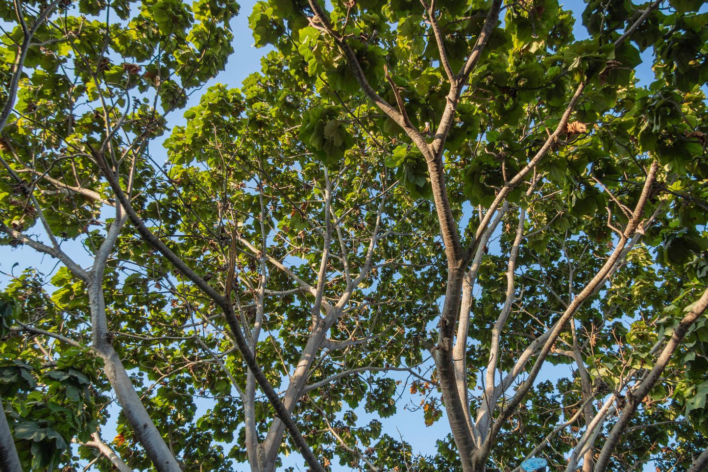 Irrigación Santa Rosa