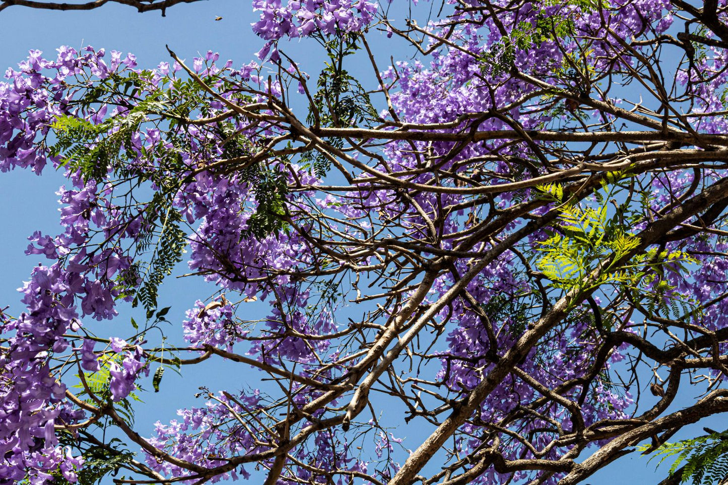 Jacaranda