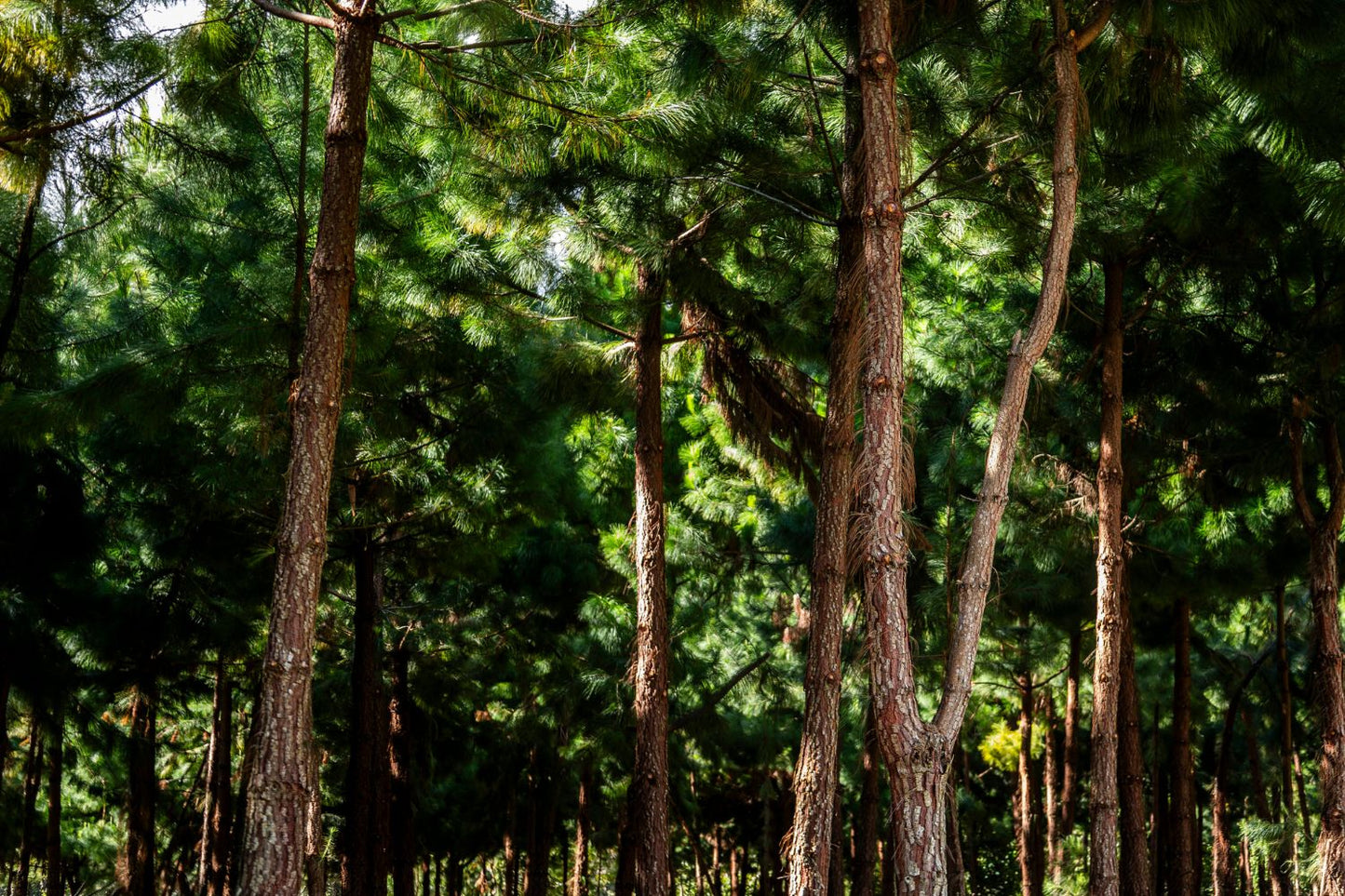 Bosque pinos Oxapampa