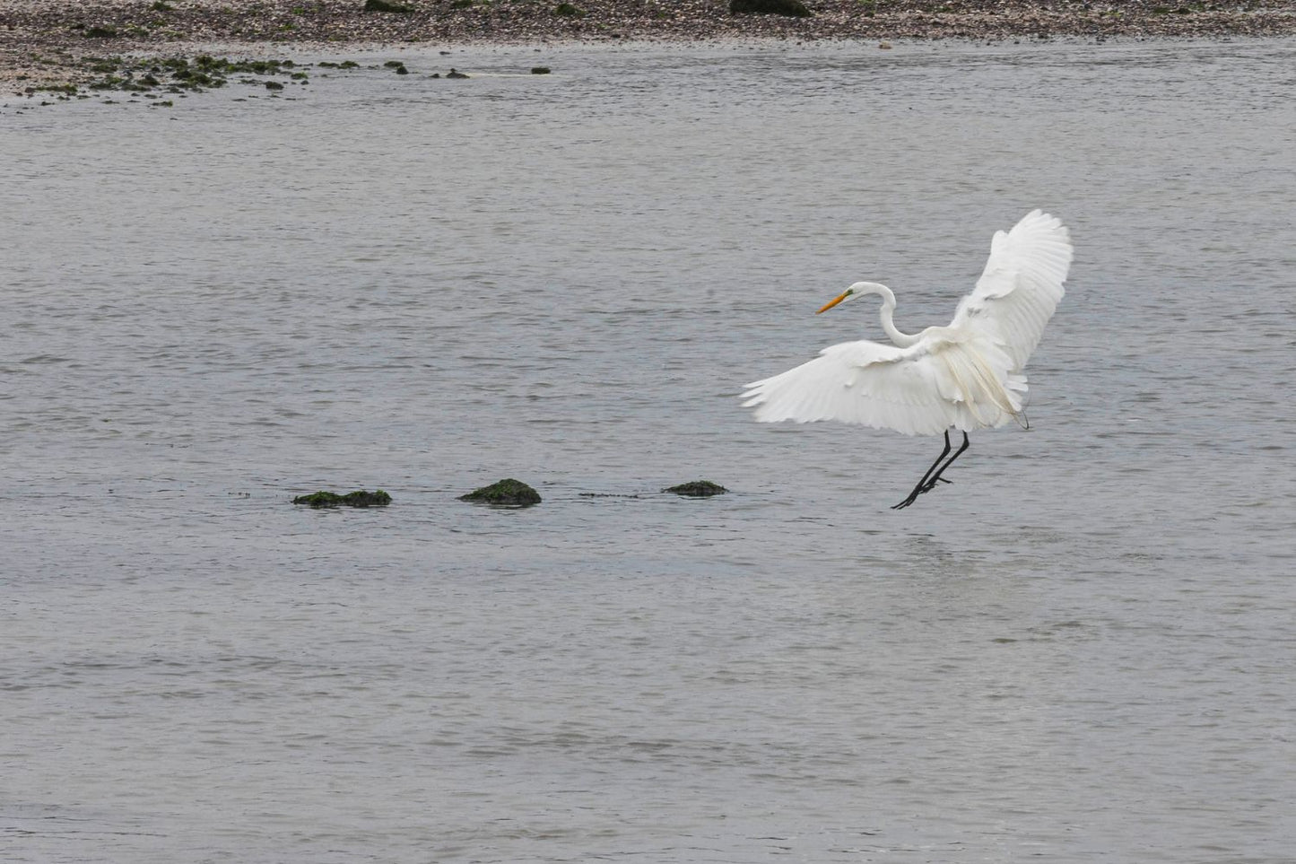 El vuelo de la garza