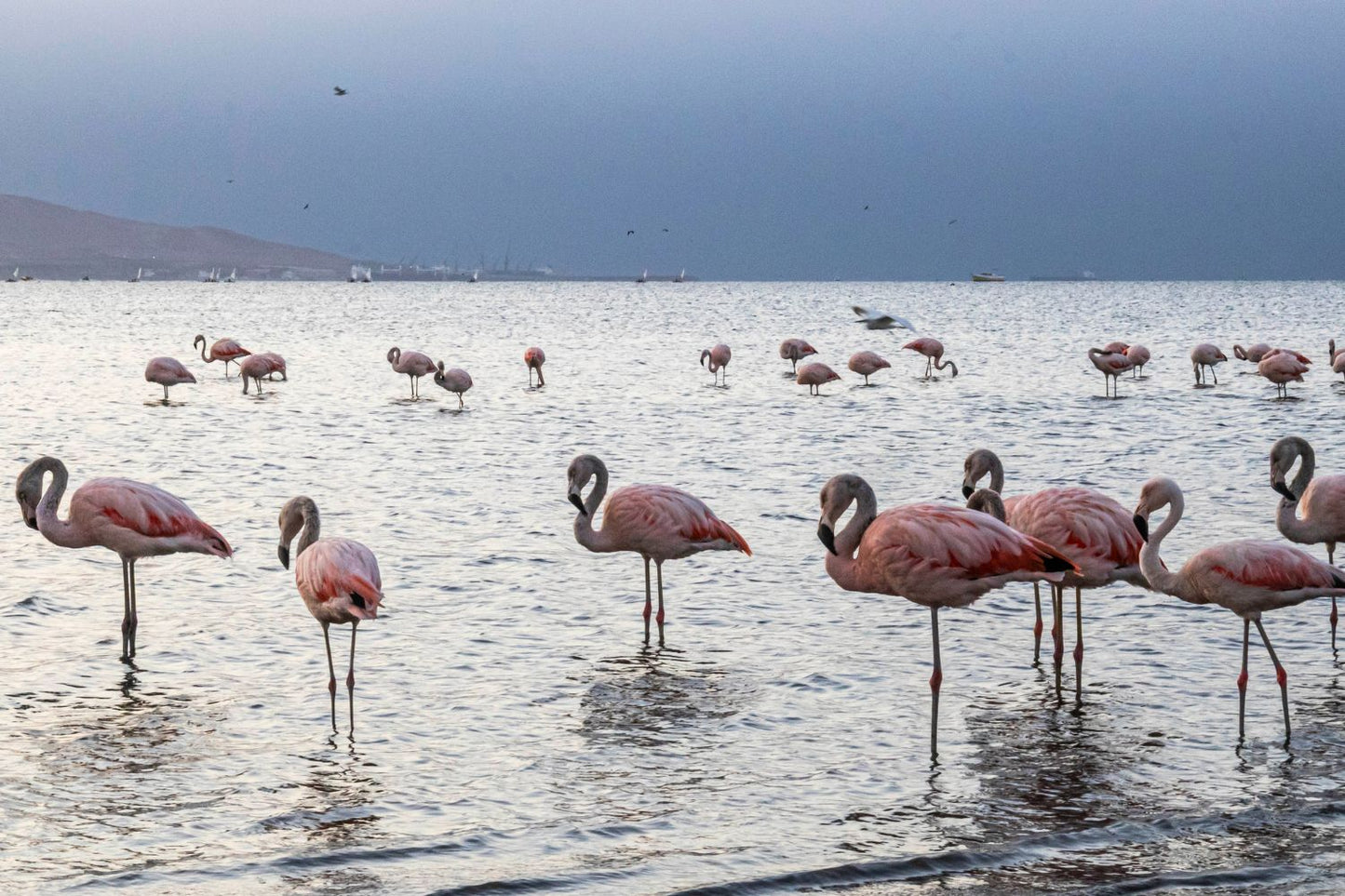 Flamencos mar de plata