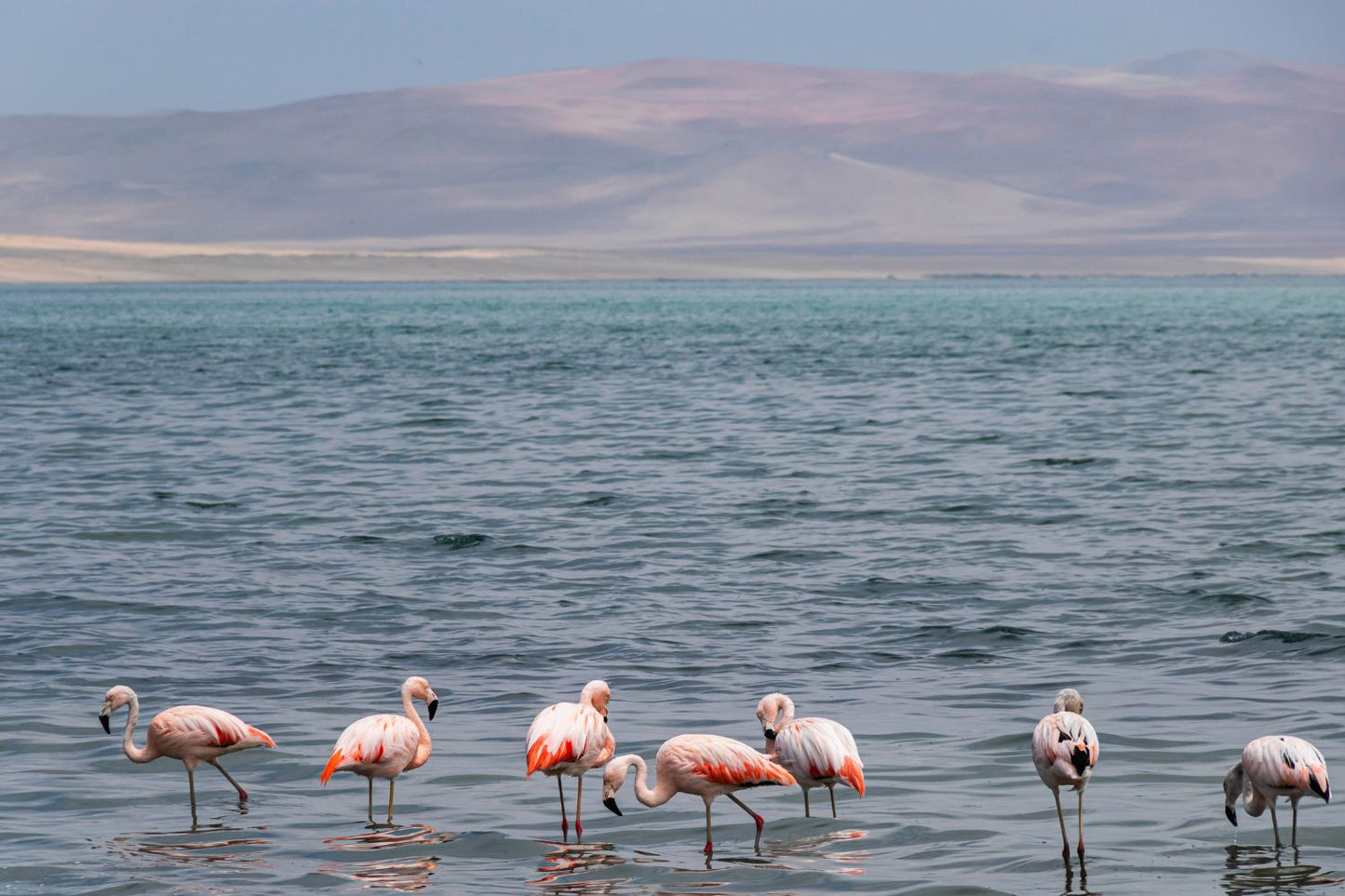 Paracas color pastel