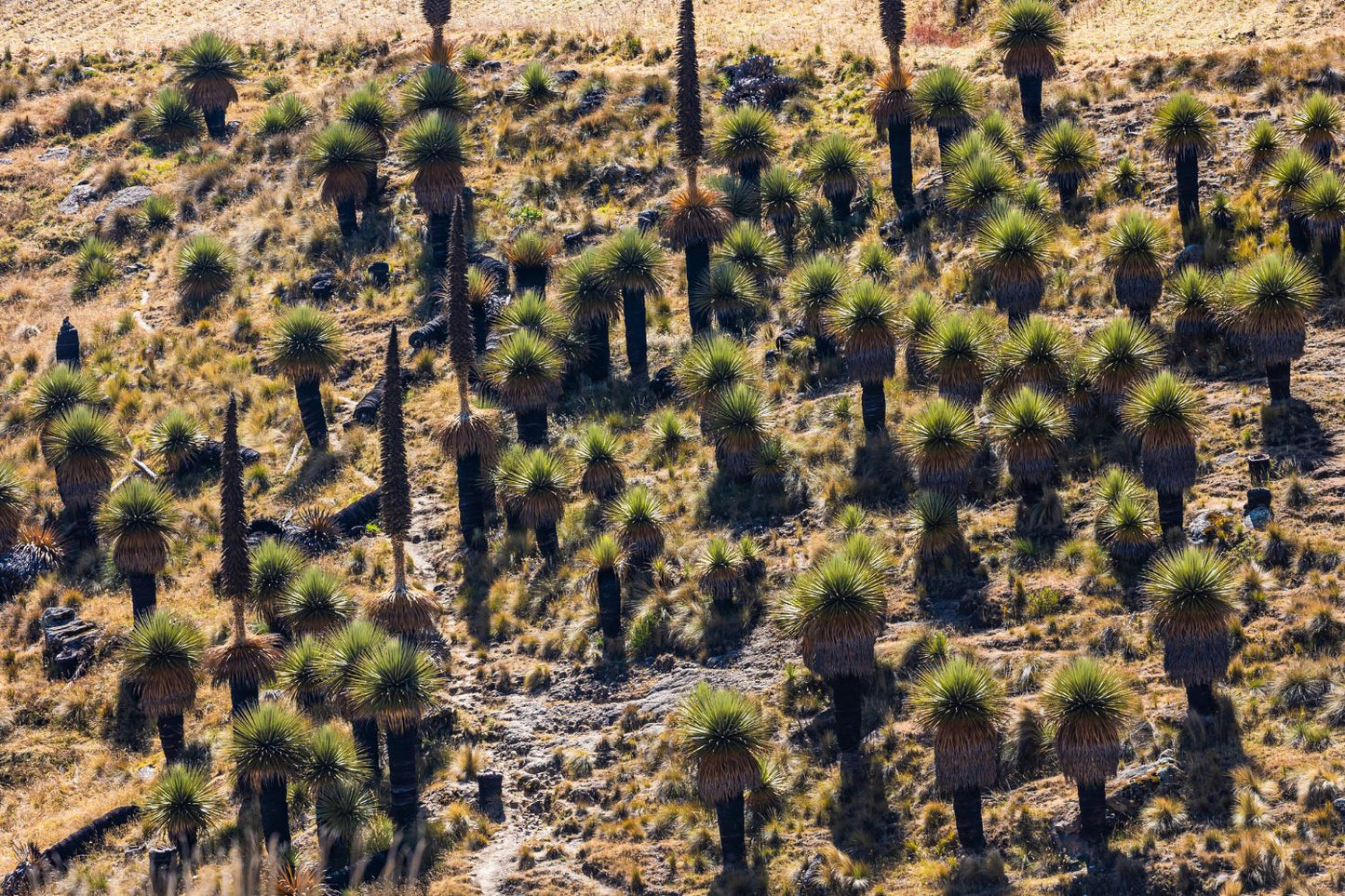 Puyas Raimondi Ayacucho