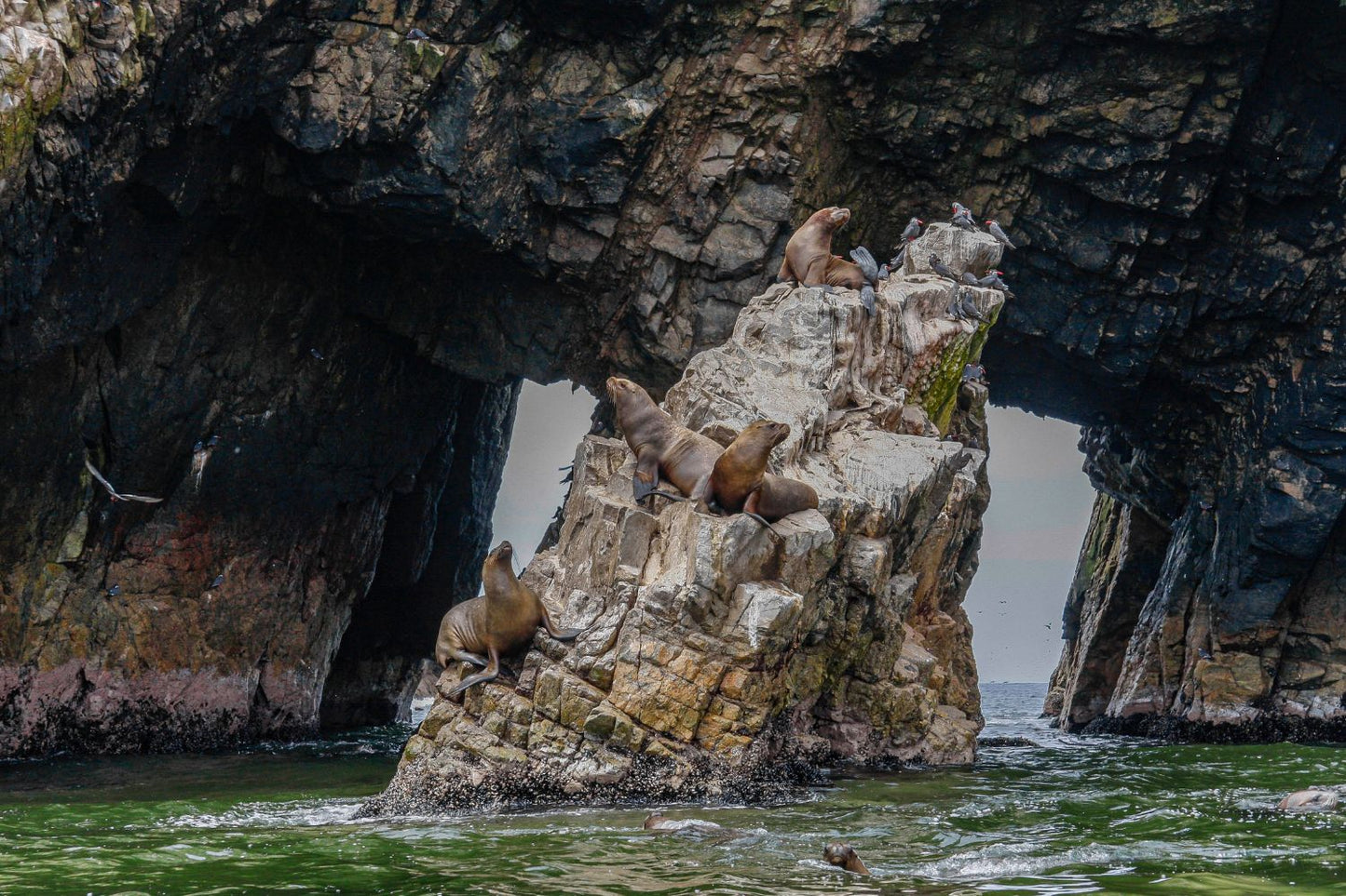 Reserva Nacional Paracas