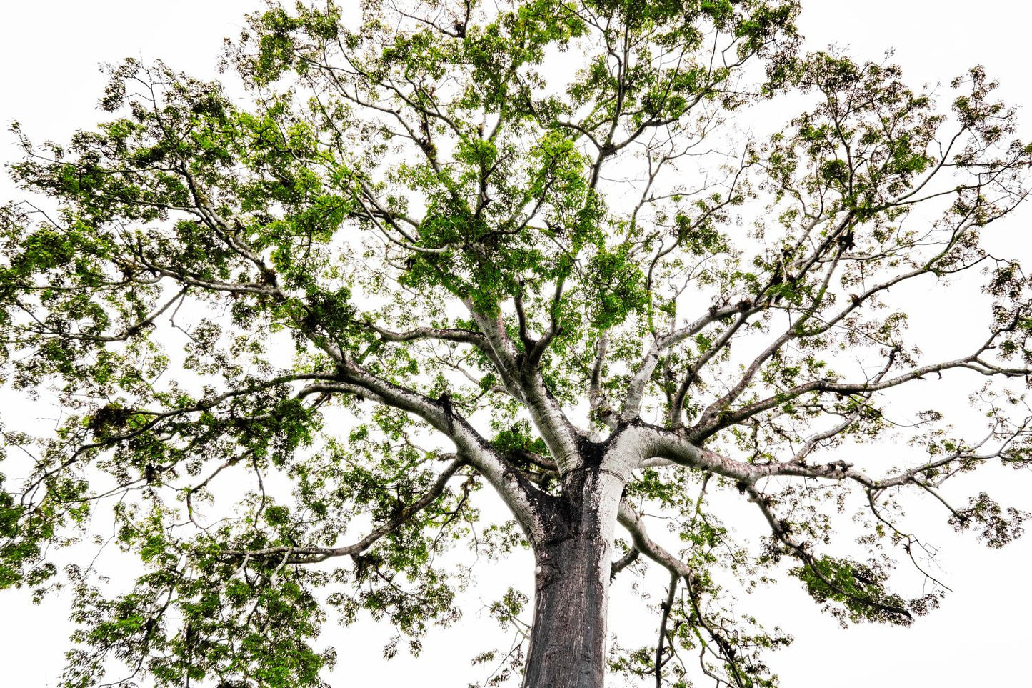 Árbol Panamá