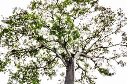 Árbol Panamá