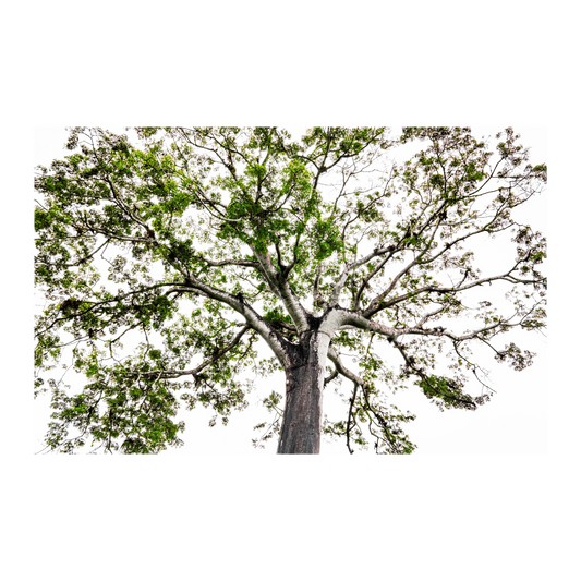 Árbol Panamá