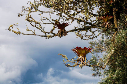 Bromelias Kuelap