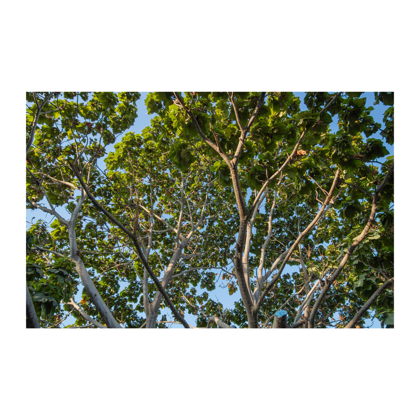 Irrigación Santa Rosa