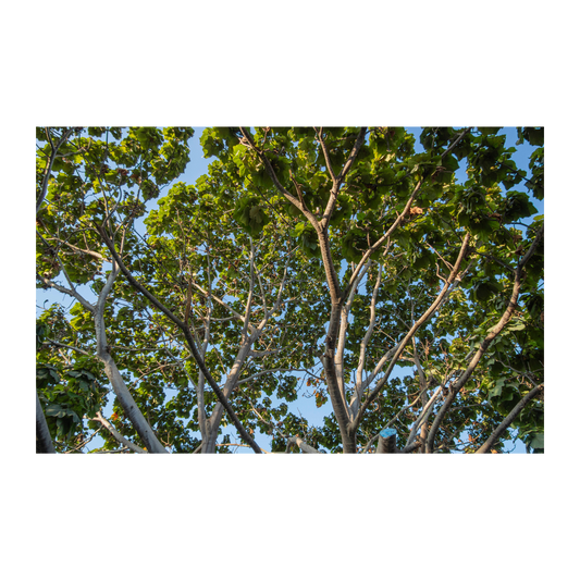 Irrigación Santa Rosa