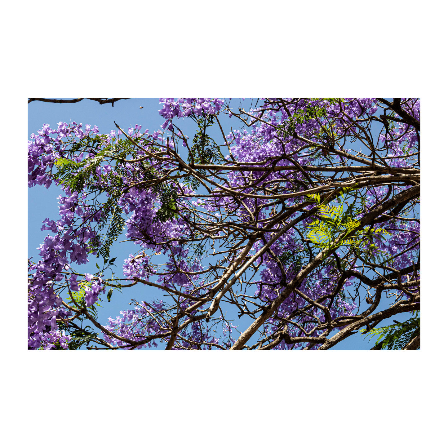 Jacaranda