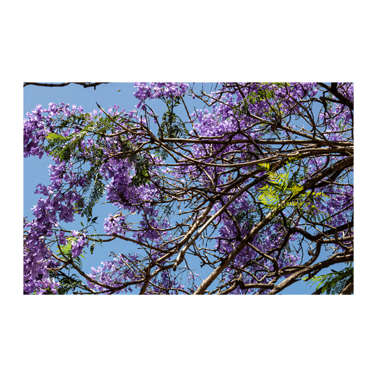 Jacaranda