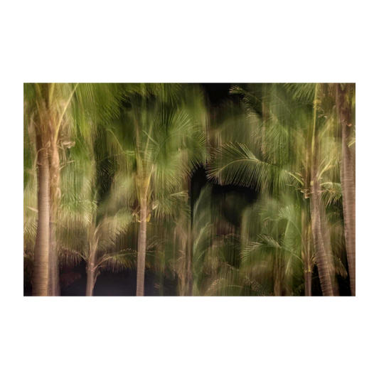 Palmeras nocturnas ICM