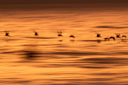 Aves volando ICM