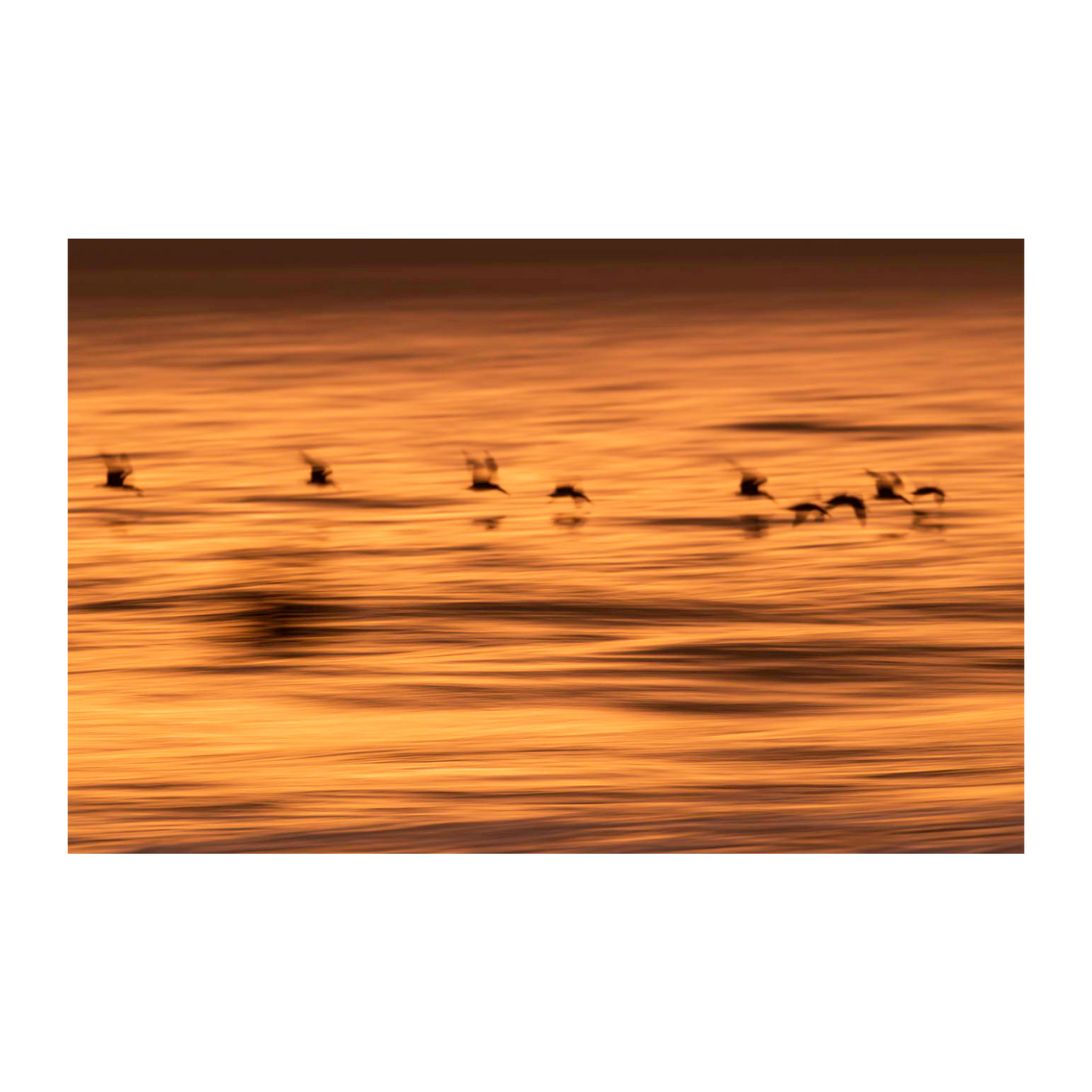 Aves volando ICM