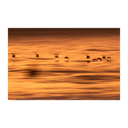 Aves volando ICM