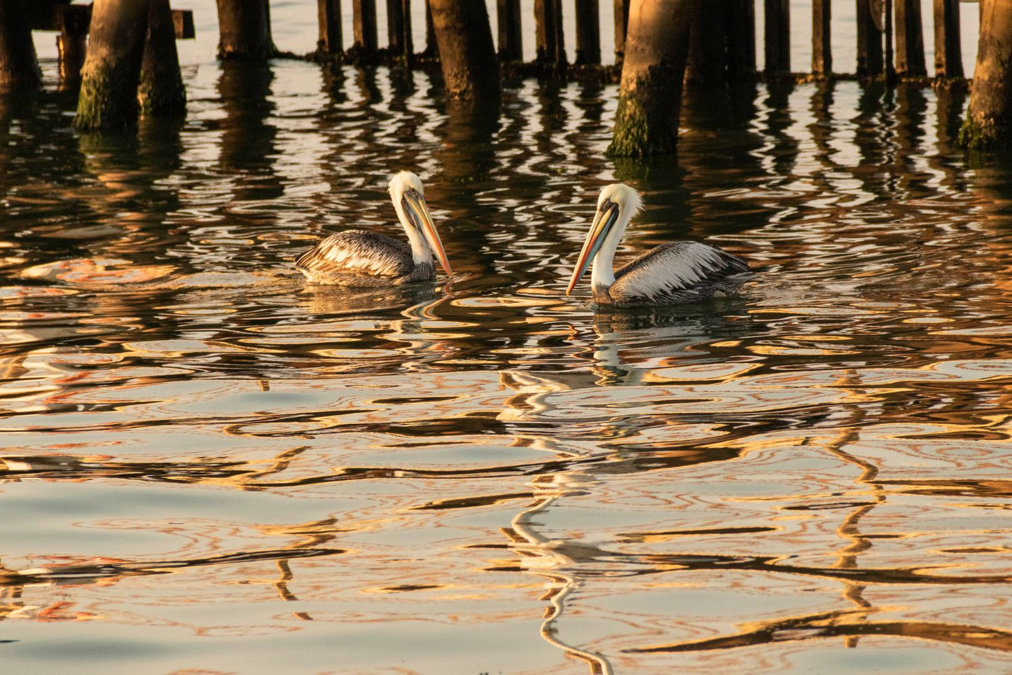 Atardecer en el muelle