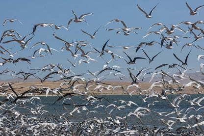 Bandada en Paracas
