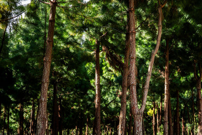 Bosque pinos Oxapampa