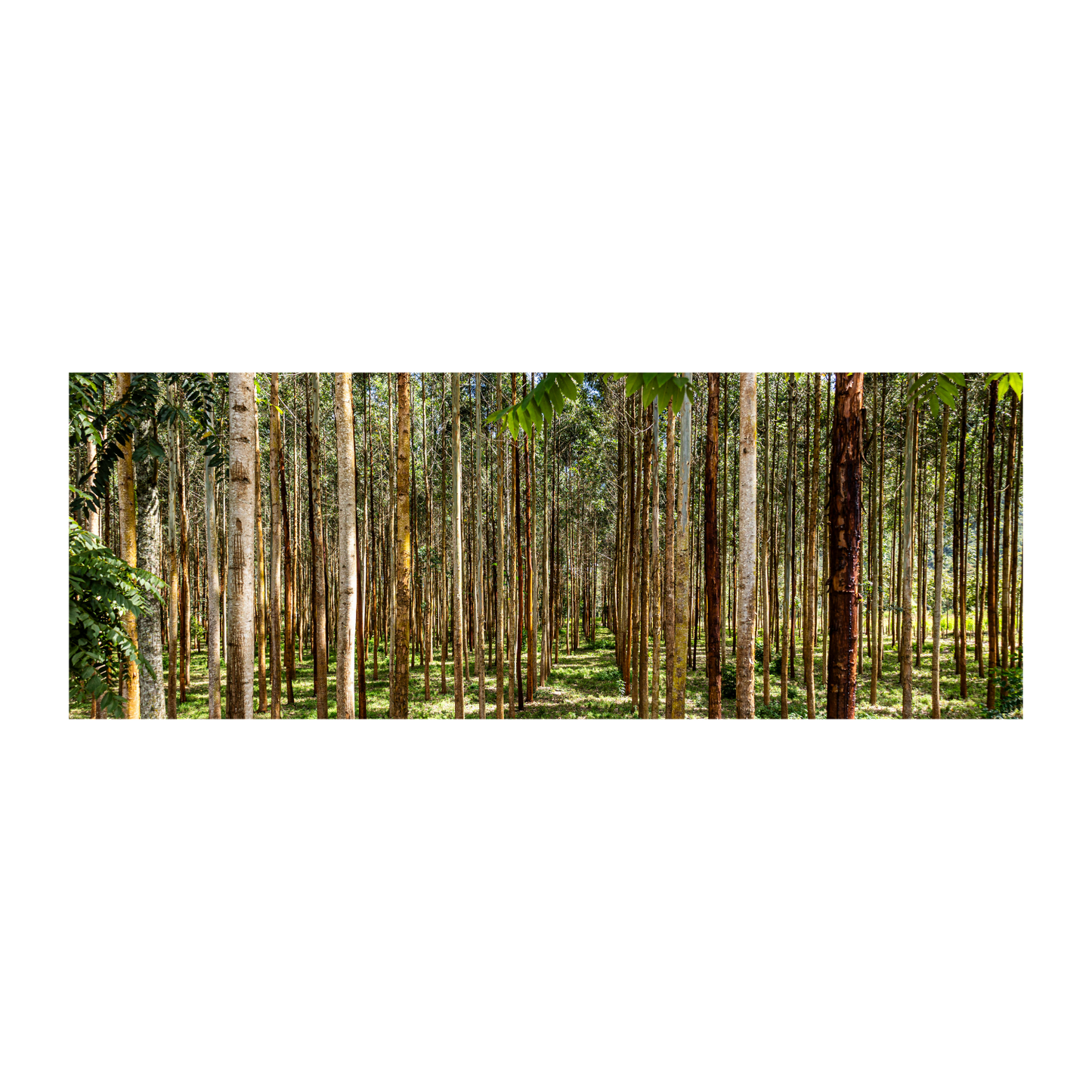 Bosque Oxapampa