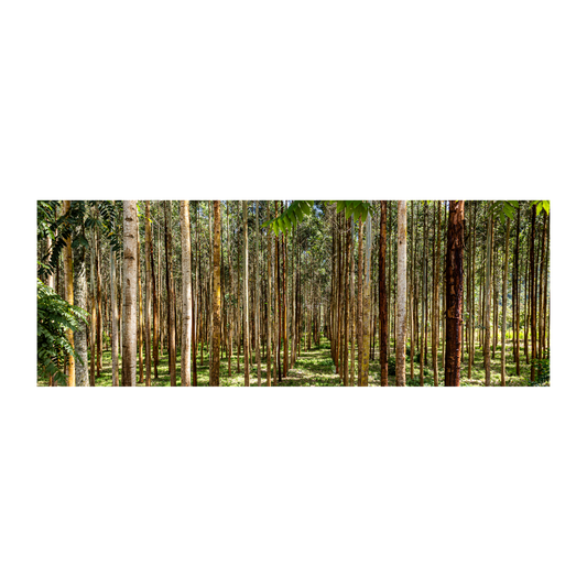 Bosque Oxapampa