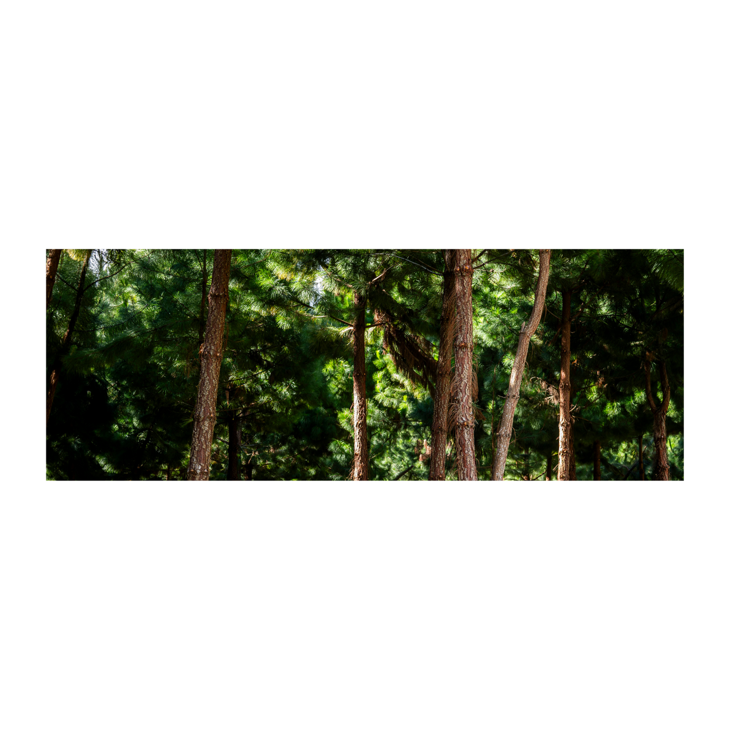 Bosque pinos Oxapampa