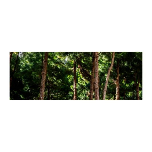 Bosque pinos Oxapampa