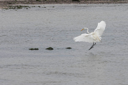 El vuelo de la garza