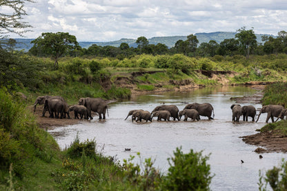 Elefantes en el Masai Mara