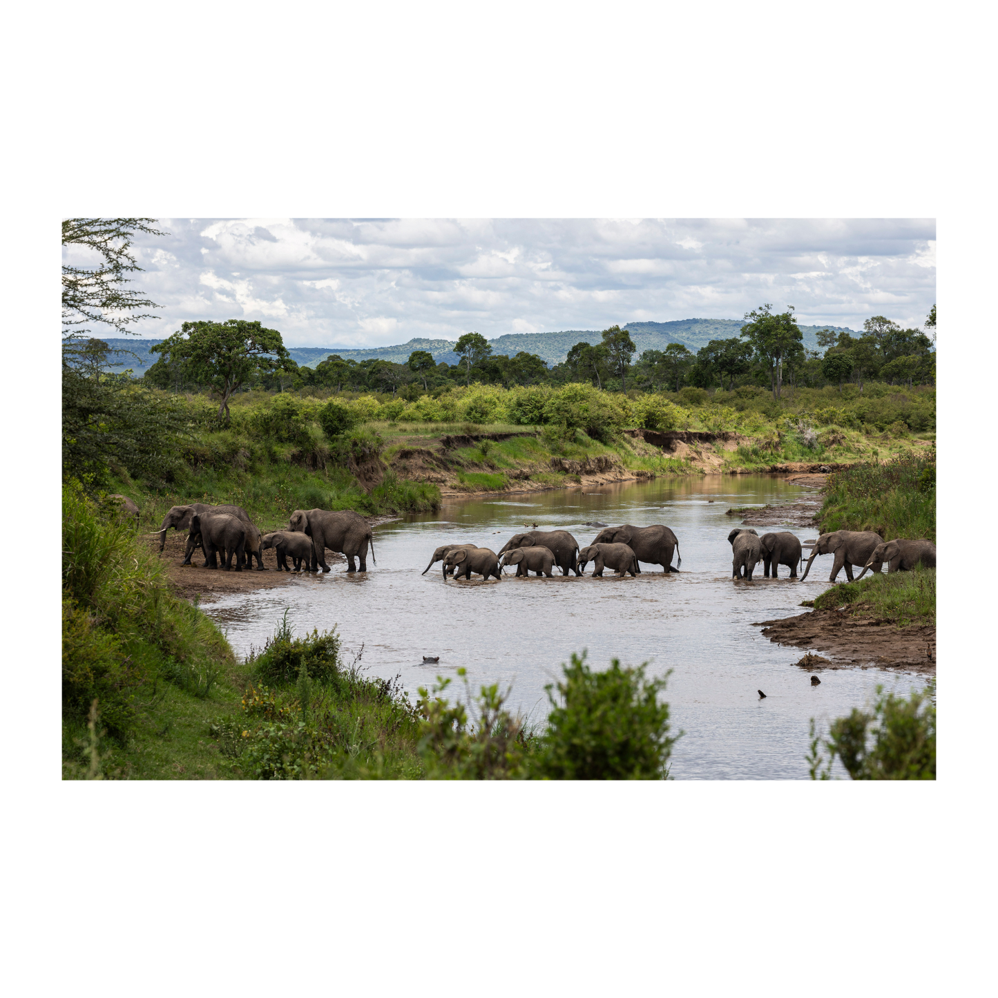Elefantes en el Masai Mara