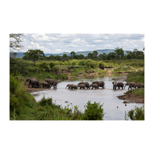 Elefantes en el Masai Mara