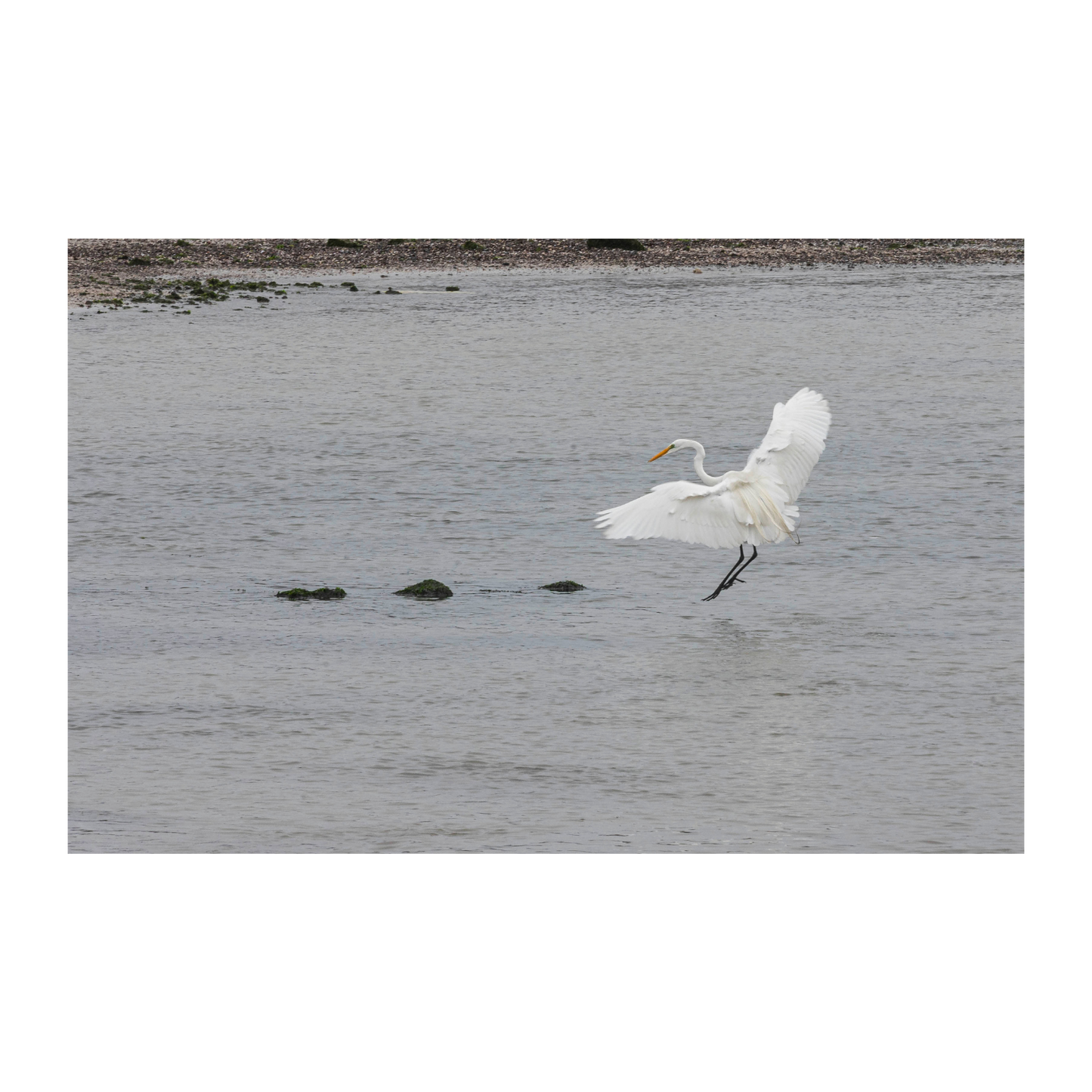 El vuelo de la garza