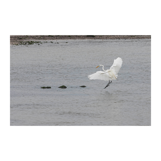 El vuelo de la garza