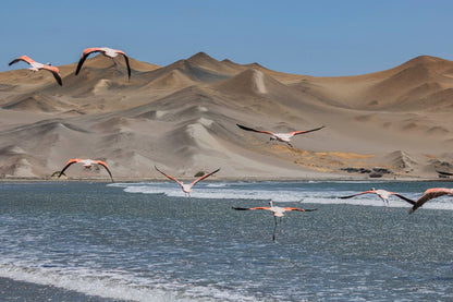 Flamencos en Playón