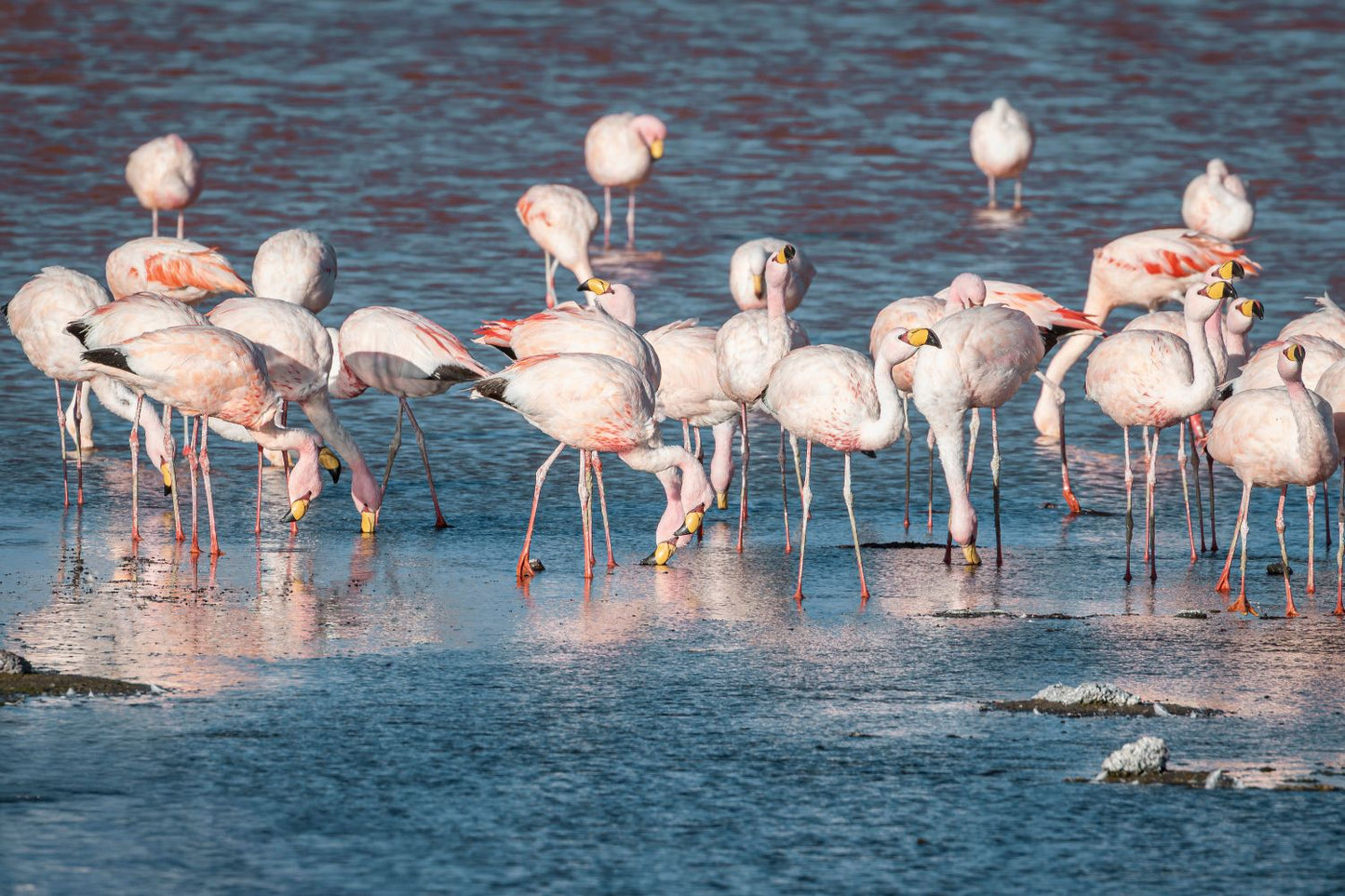 Flamencos de Uyuni