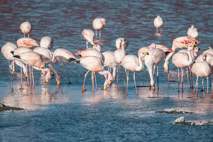 Flamencos de Uyuni