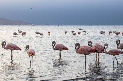 Flamencos mar de plata