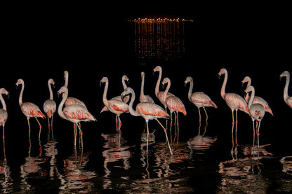 Flamencos nocturnos