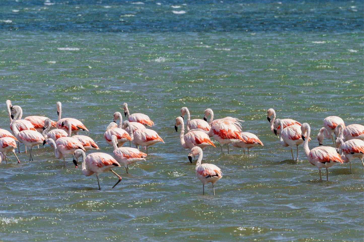 Flamencos Paracas
