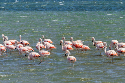 Flamencos Paracas