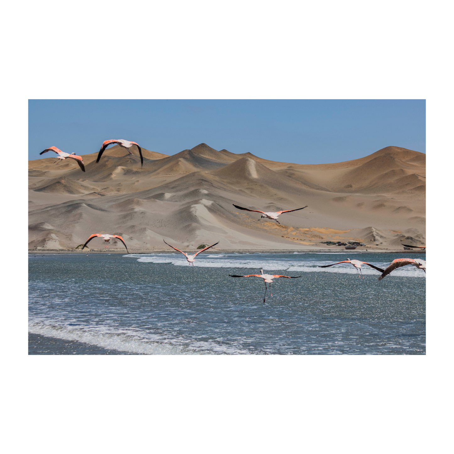 Flamencos en Playón