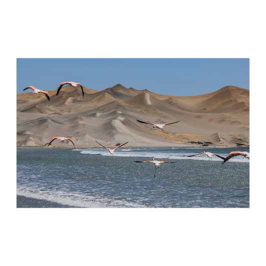 Flamencos en Playón