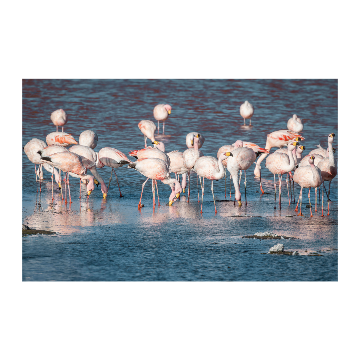 Flamencos de Uyuni