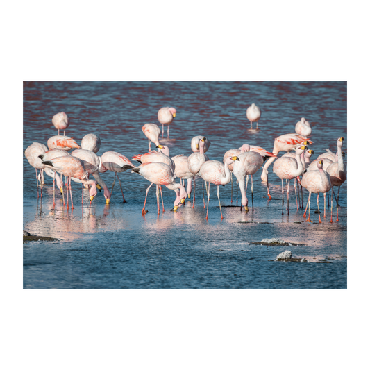Flamencos de Uyuni