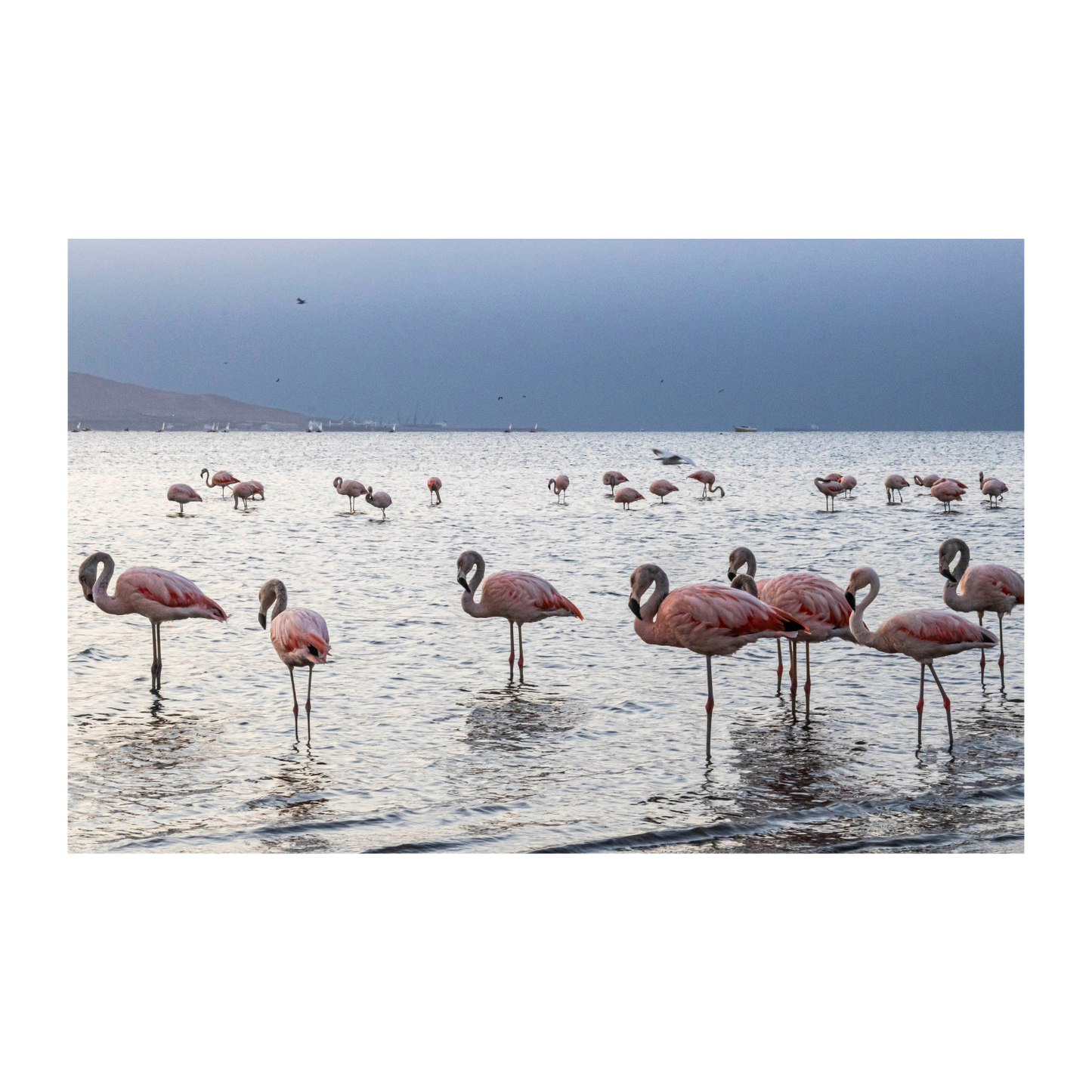 Flamencos mar de plata