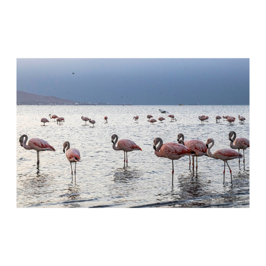 Flamencos mar de plata