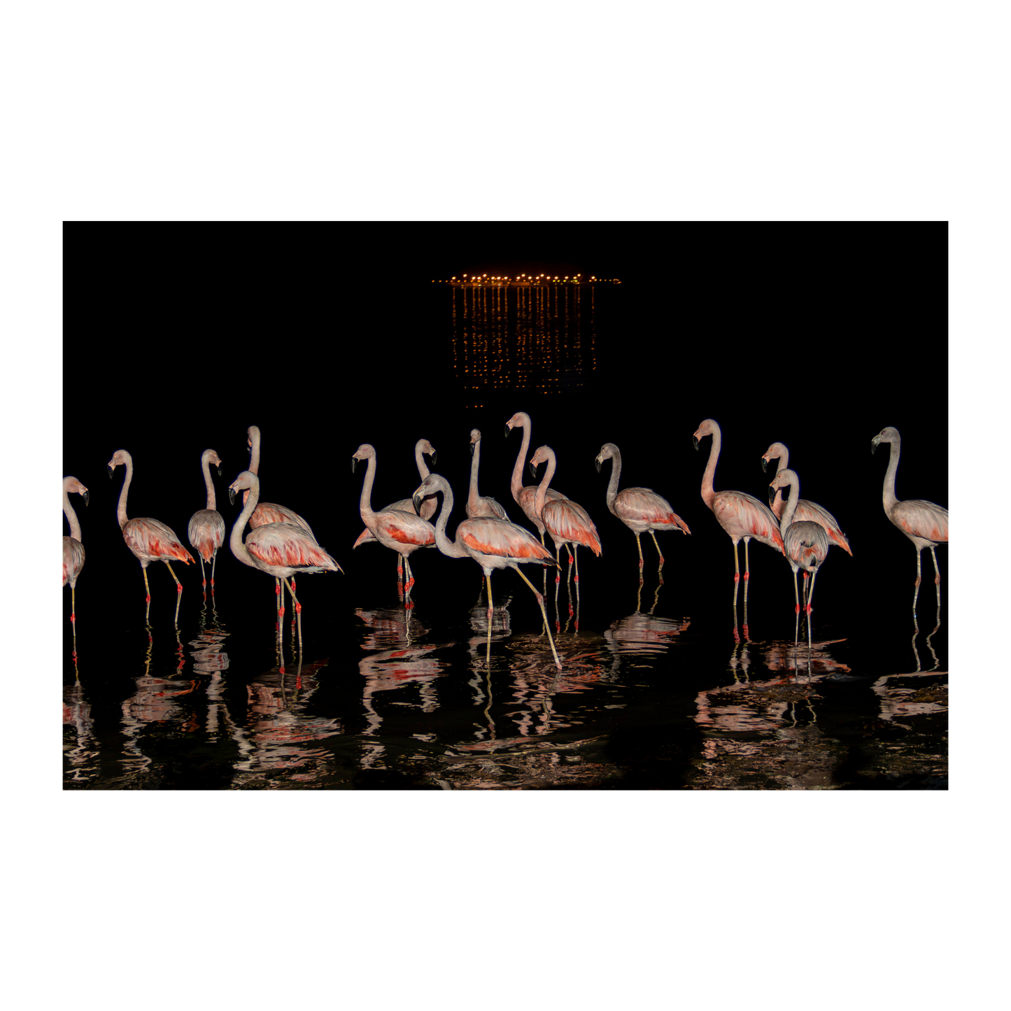 Flamencos nocturnos