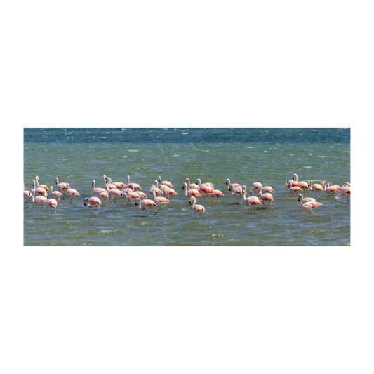 Flamencos Paracas