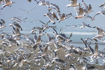 Gaviotas costeras