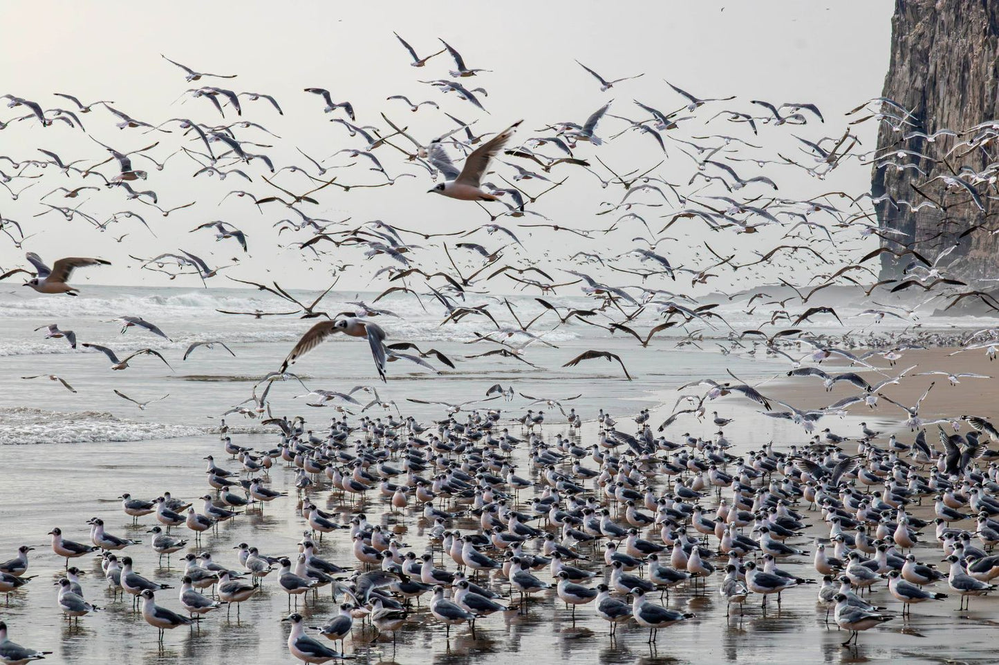 Gaviotas frente al farallon